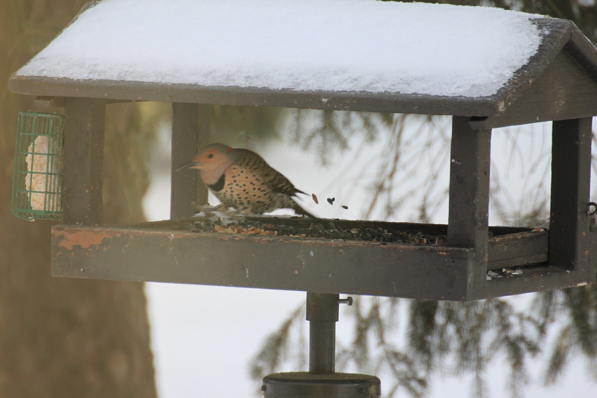 Northern Flicker - ML538917871