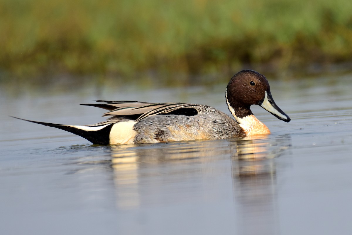 Northern Pintail - Ajoy Kumar Dawn