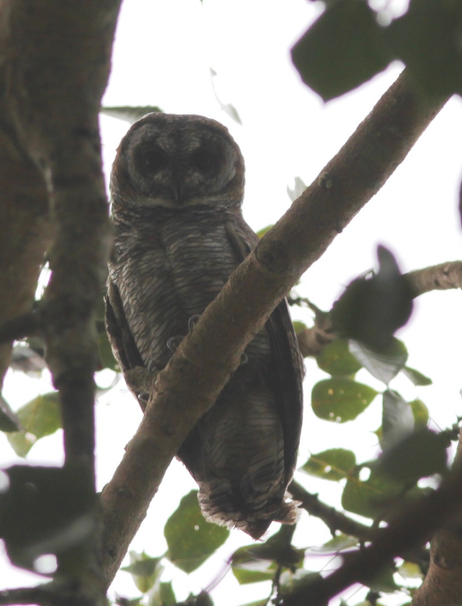 Mottled Wood-Owl - ML538919821