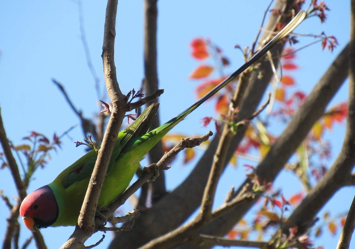 Plum-headed Parakeet - Kalaimani Ayuthavel