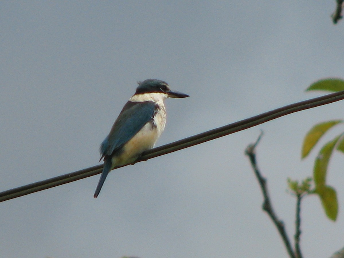 Sacred Kingfisher - ML538920101