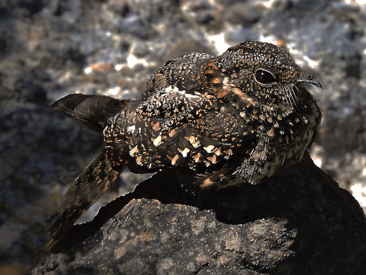 Band-winged Nightjar - Leonardo Alcántar