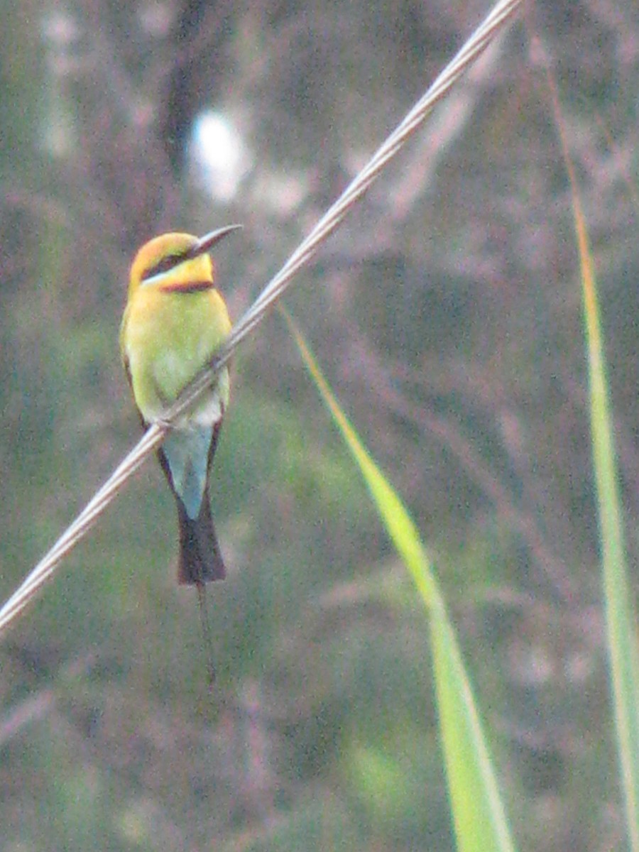 Rainbow Bee-eater - ML538920841