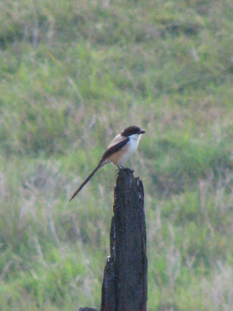 Long-tailed Shrike - ML538920891