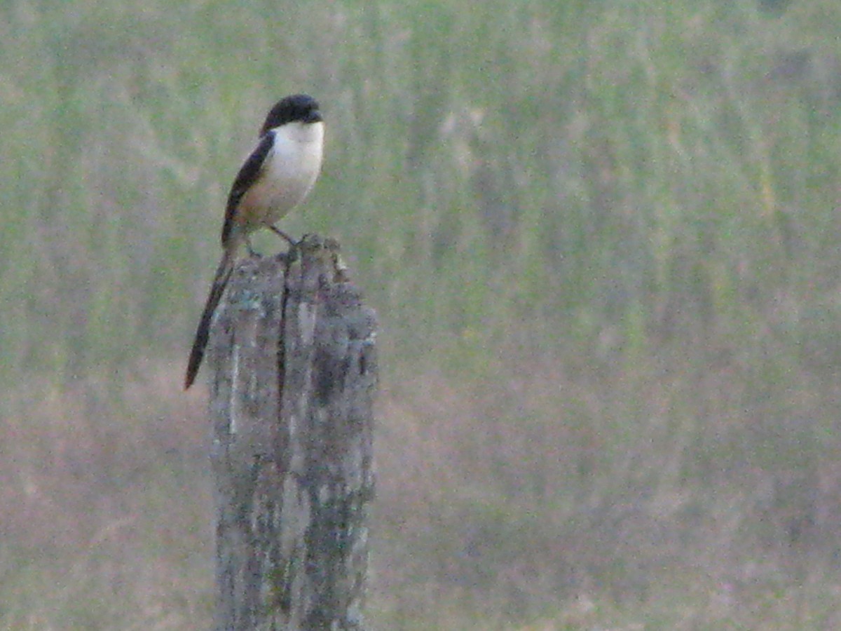 Long-tailed Shrike - Nancy VanCott