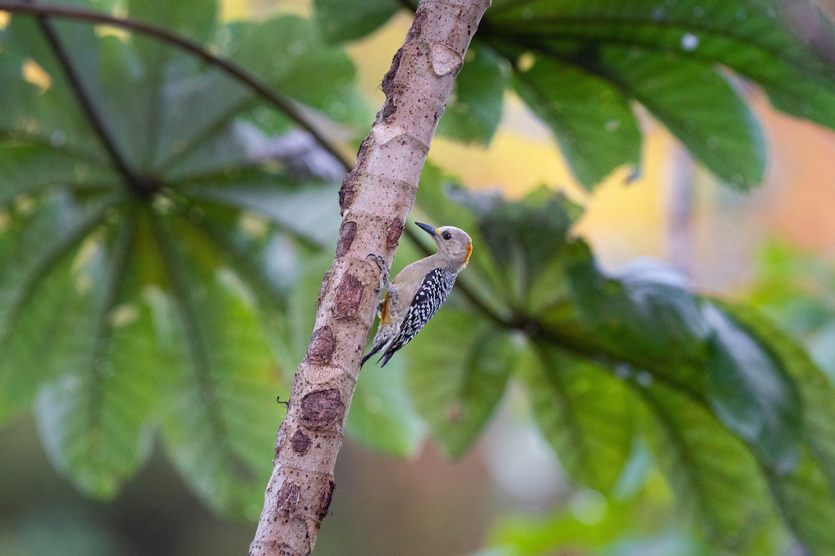 Red-crowned Woodpecker - Jérémy Calvo
