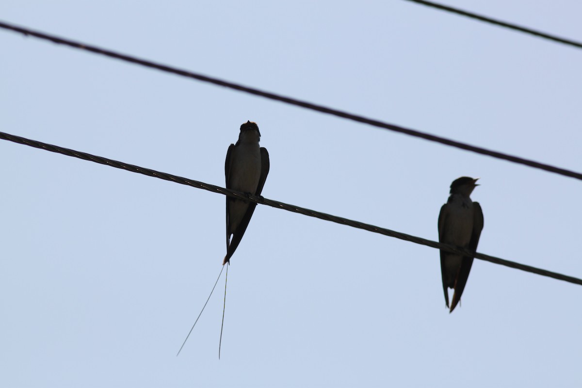 Wire-tailed Swallow - Vikas Madhav Nagarajan