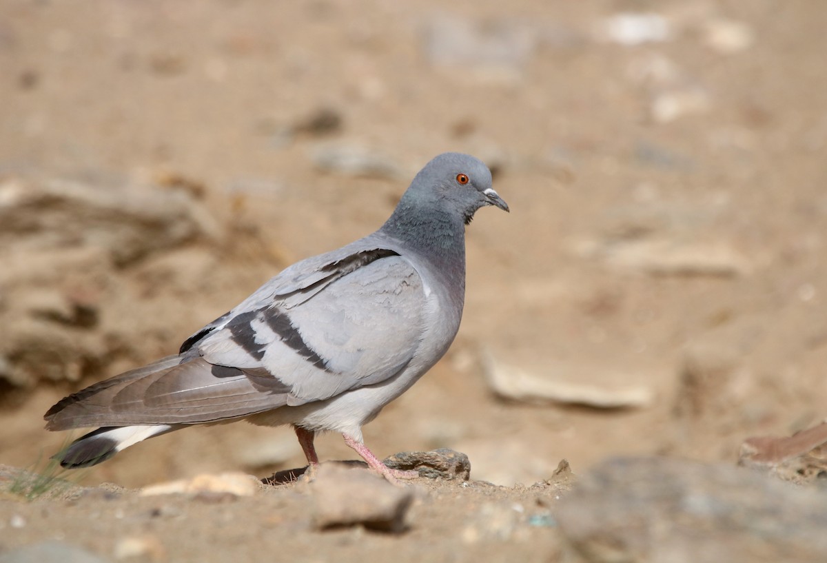 Hill Pigeon - ML538921241