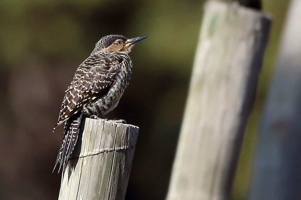 Chilean Flicker - ML538921751