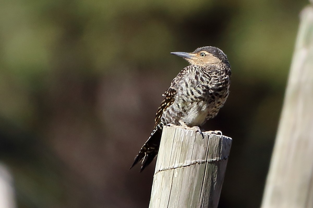 Chilean Flicker - ML538921761