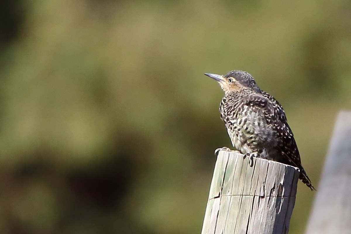 Chilean Flicker - ML538921781