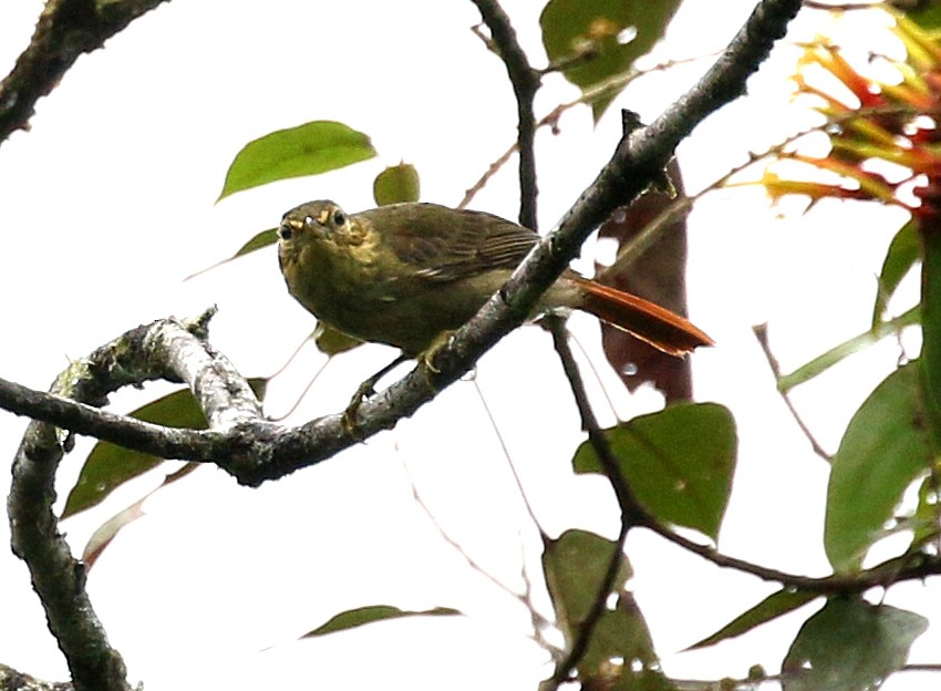 Rufous-tailed Foliage-gleaner - Charlotte Byers