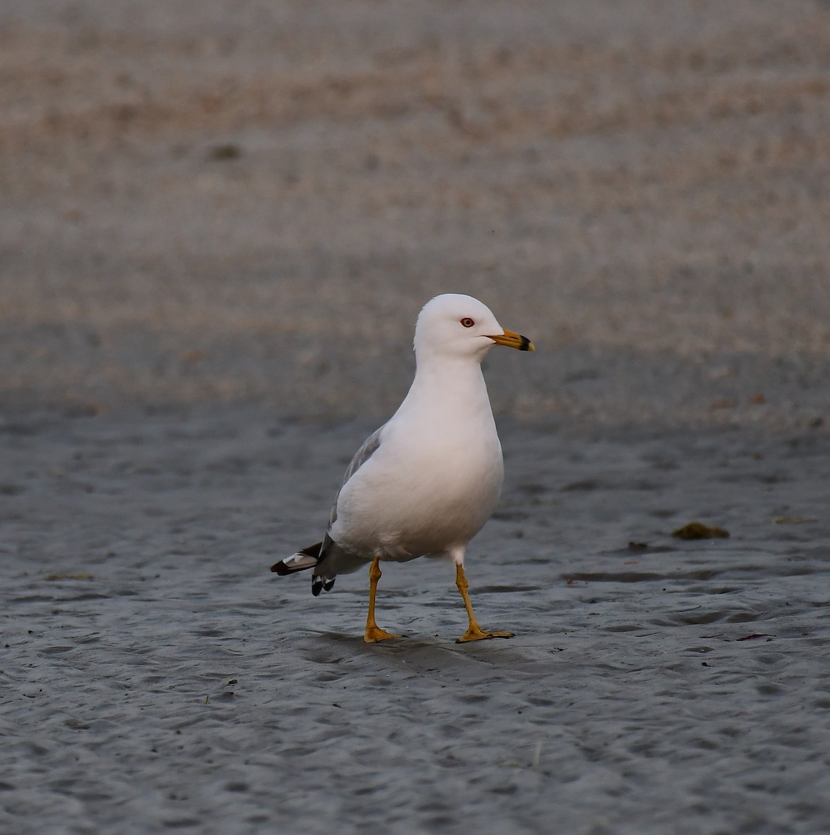 Ring-billed Gull - ML538922861