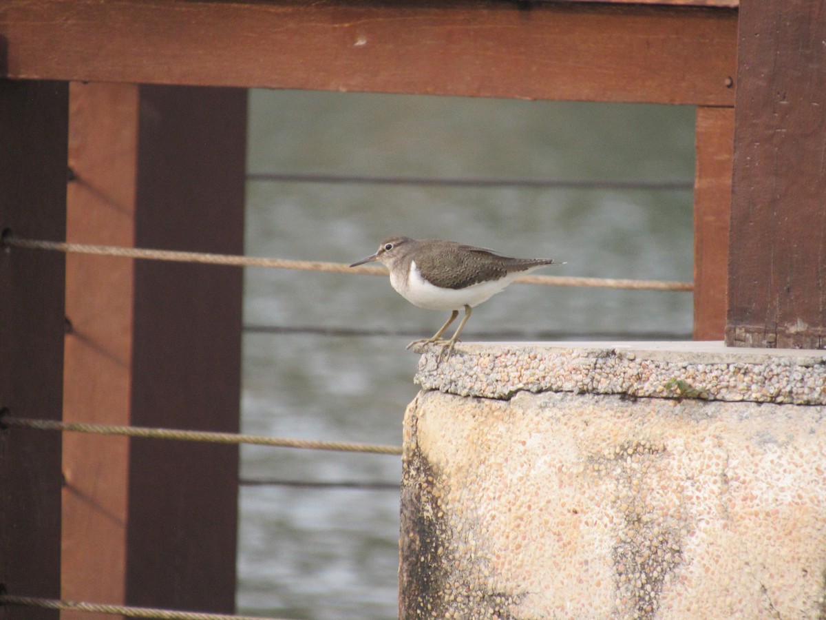 Common Sandpiper - ML538924011