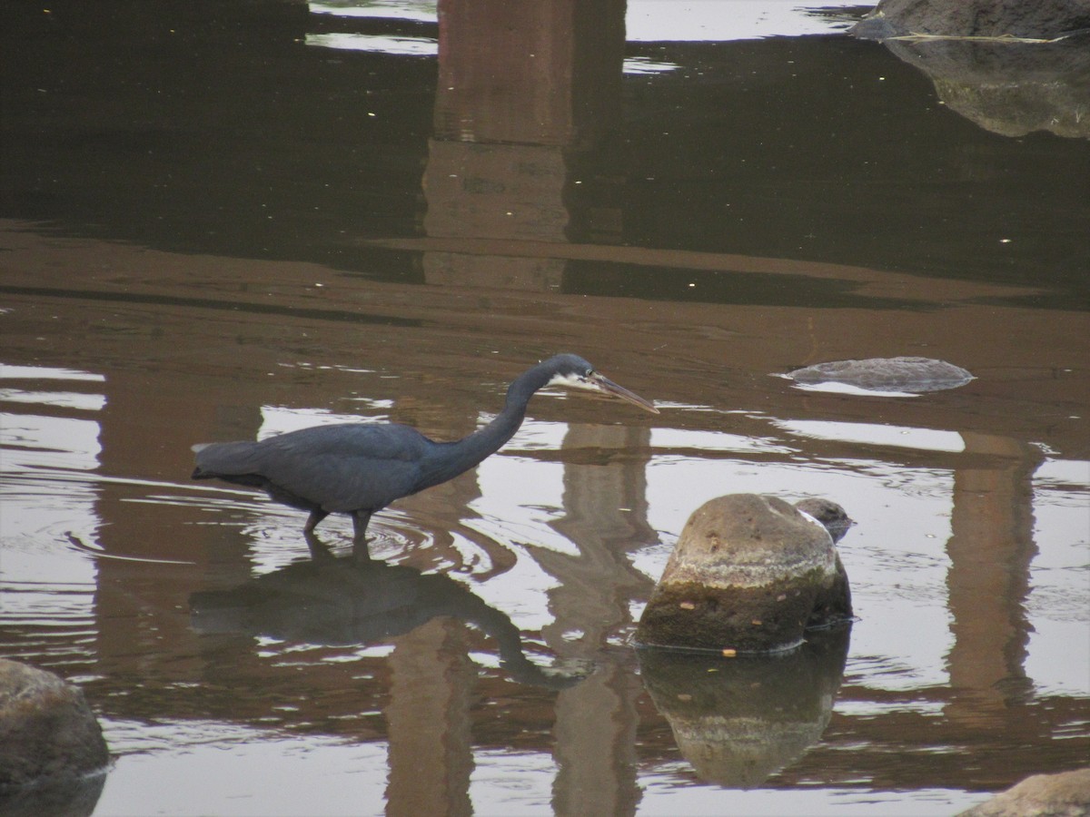 Western Reef-Heron (Western) - ML538924121