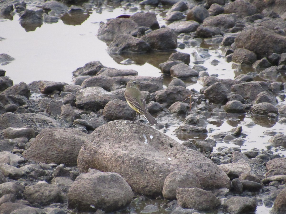 Western Yellow Wagtail - ML538924201