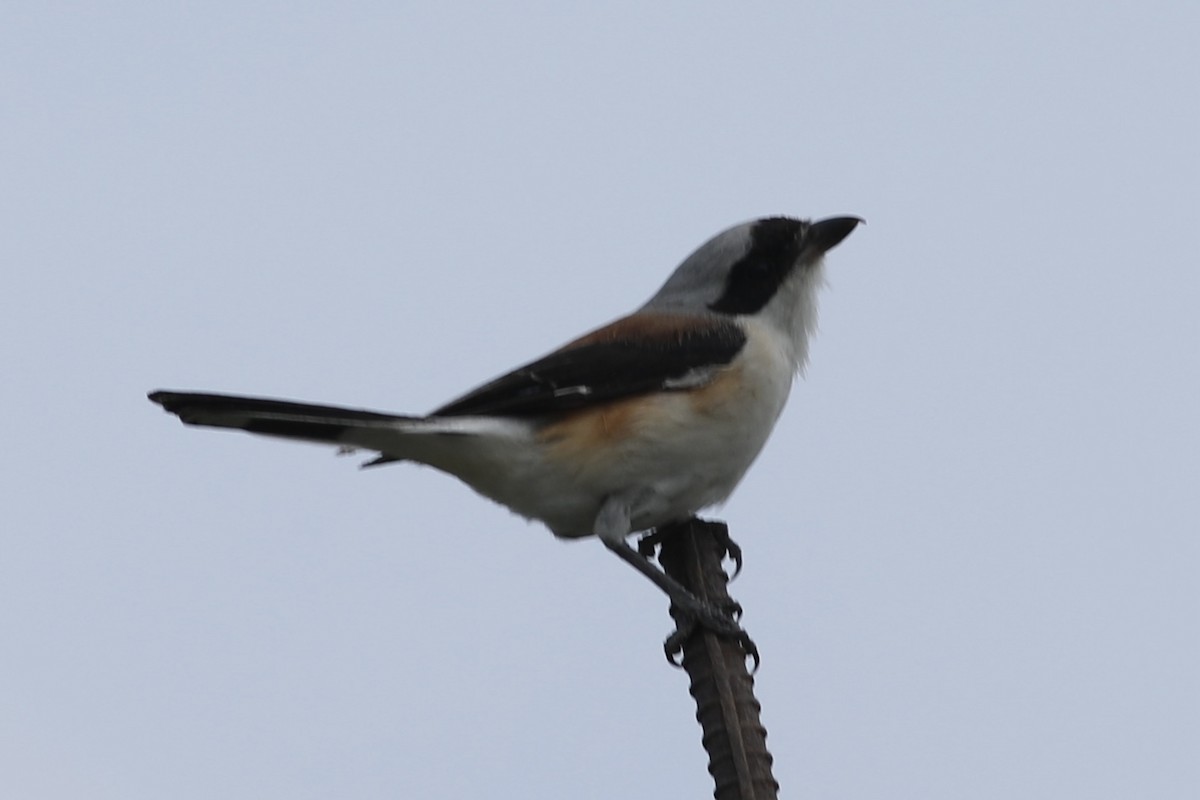 Bay-backed Shrike - ML538924891