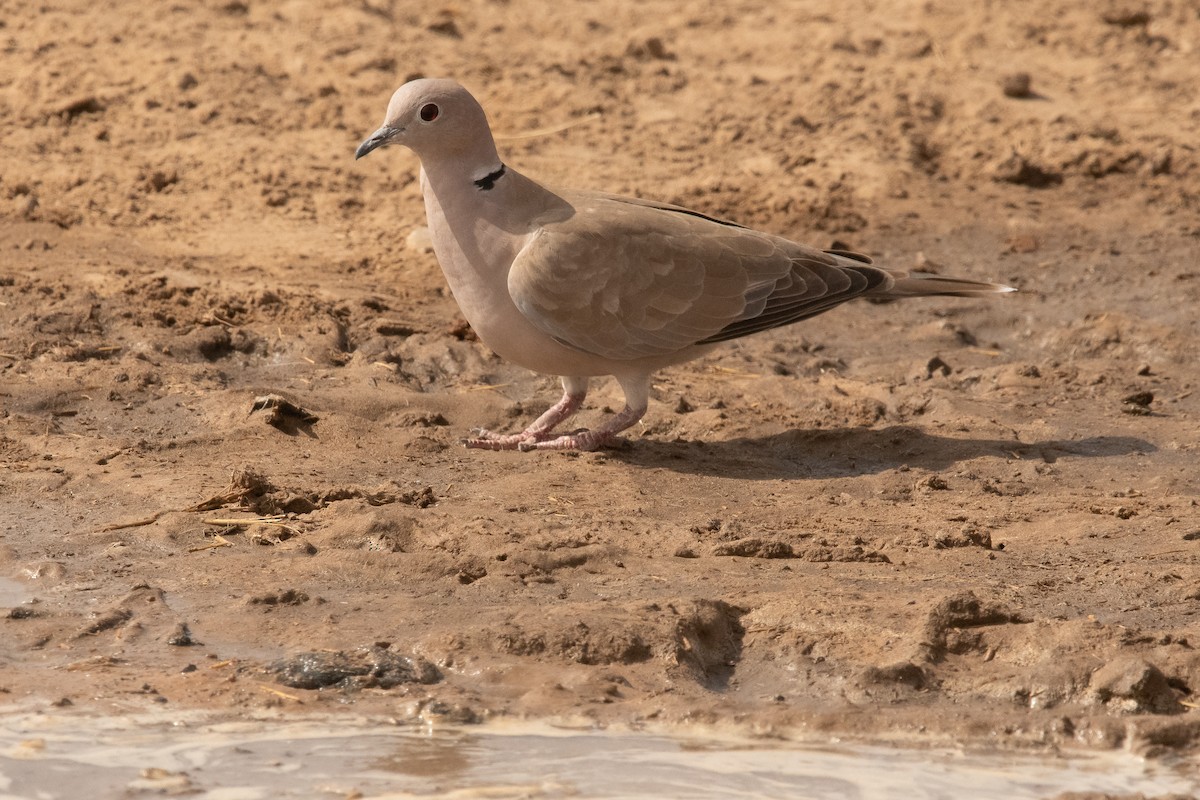 African Collared-Dove - ML538924911