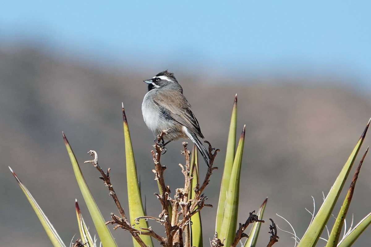 Black-throated Sparrow - ML538924931