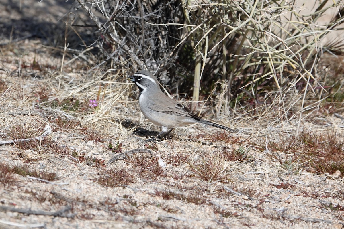 Black-throated Sparrow - ML538924941