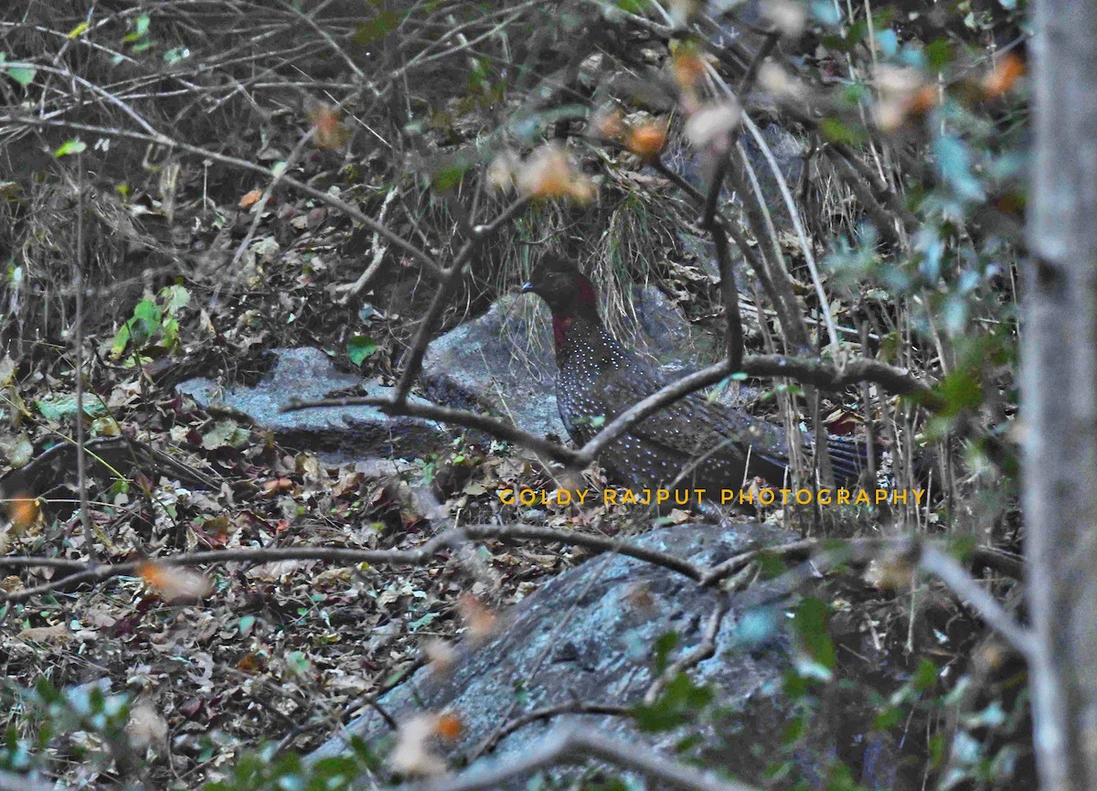 Western Tragopan - ML538925001