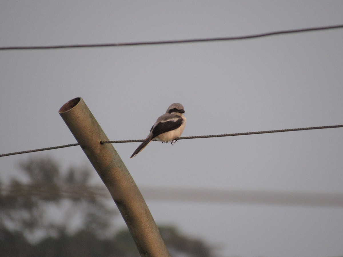 Mackinnon's Shrike - ML538927151