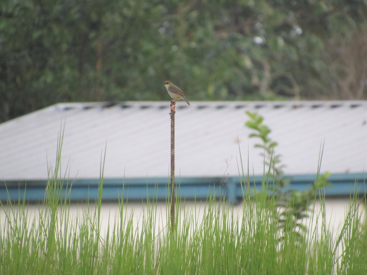 Chattering Cisticola - ML538927191