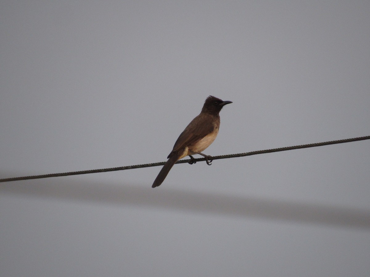 Common Bulbul - ML538927221