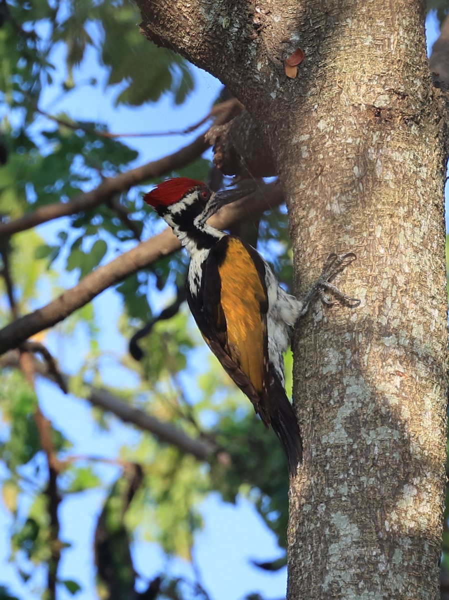 White-naped Woodpecker - Vijaya Lakshmi