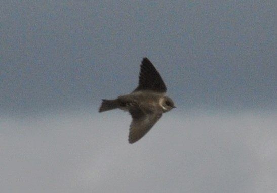 Bank Swallow - ML53892781