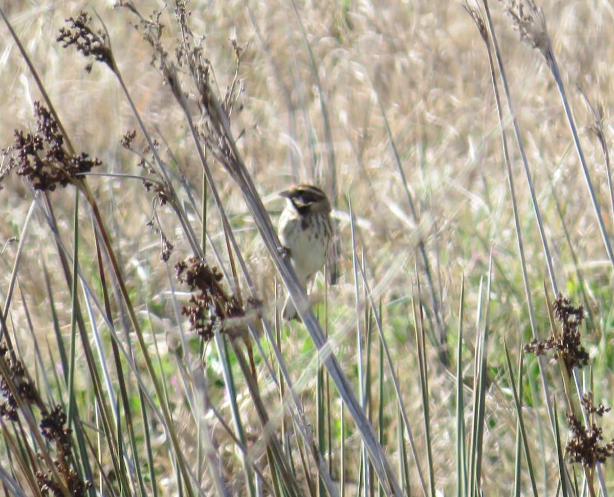 Reed Bunting - ML538928861