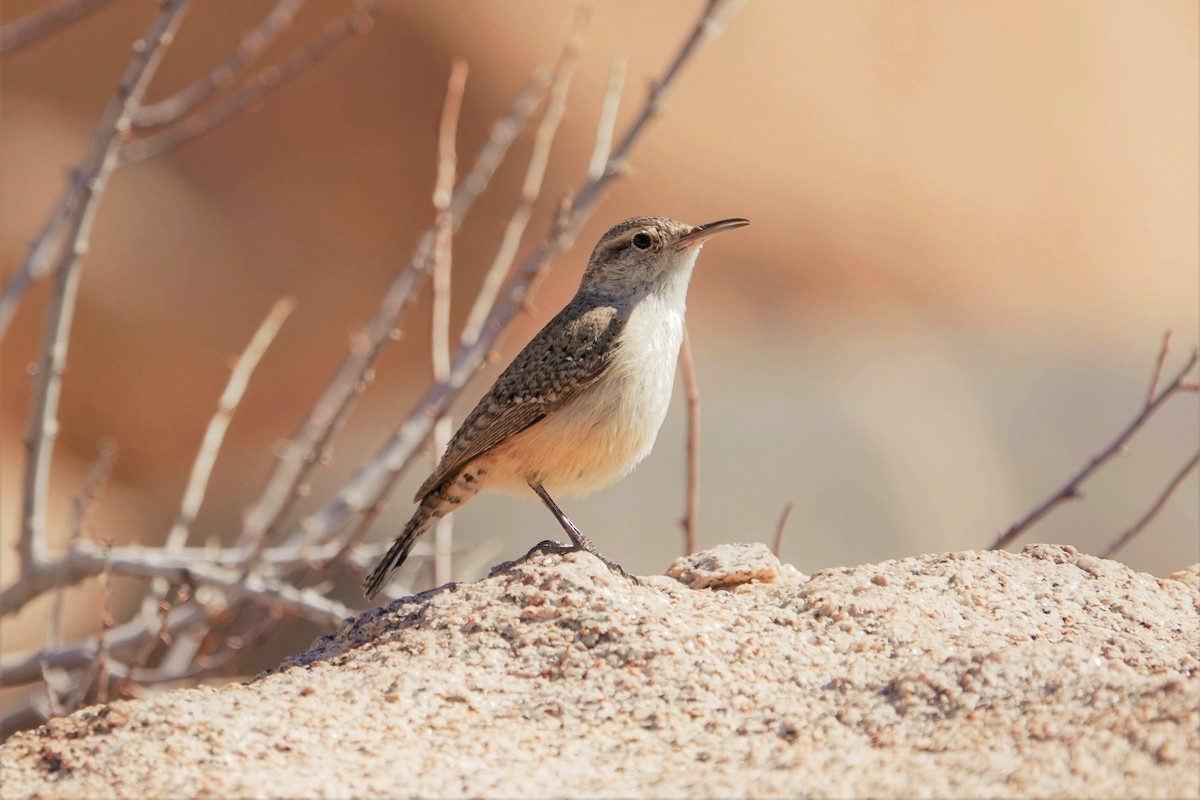 Rock Wren - ML538929451