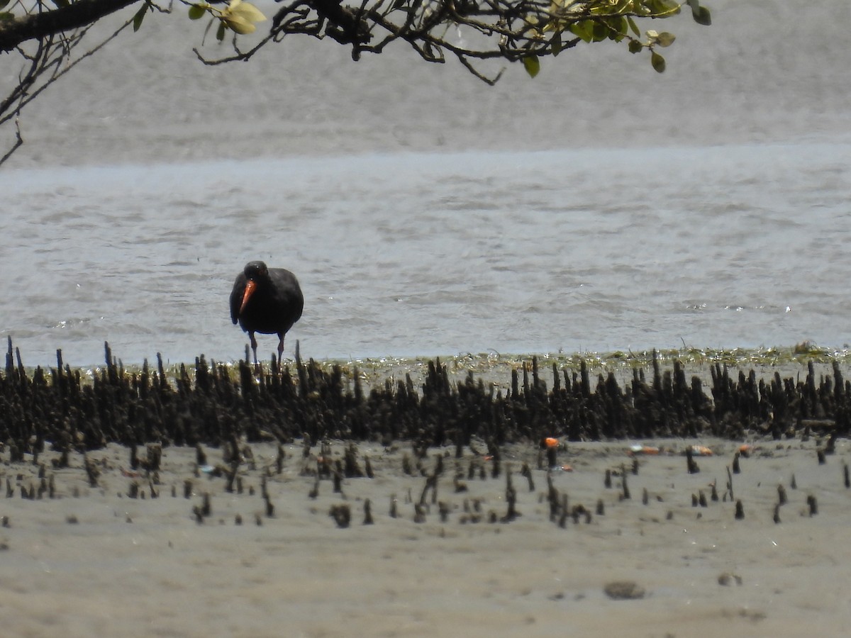 Sooty Oystercatcher - ML538929641