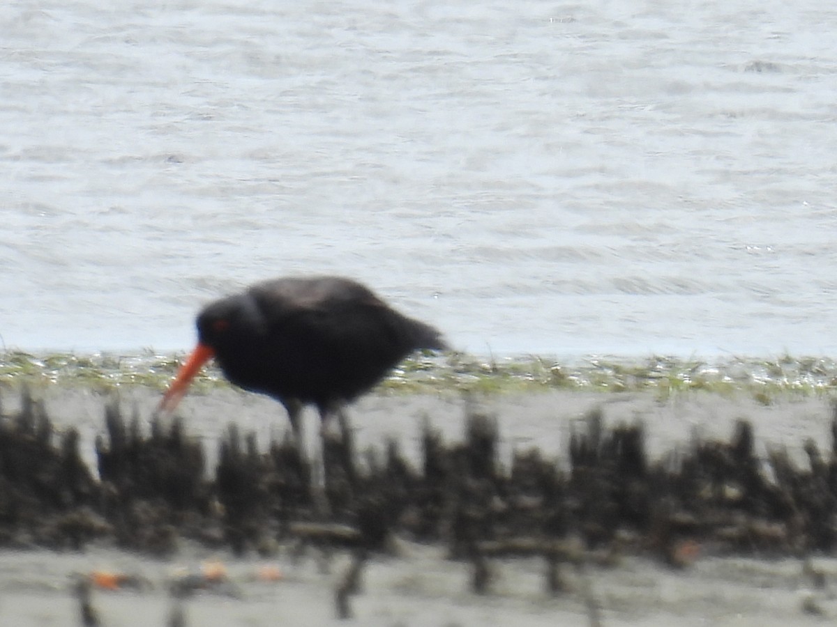 Sooty Oystercatcher - ML538929651