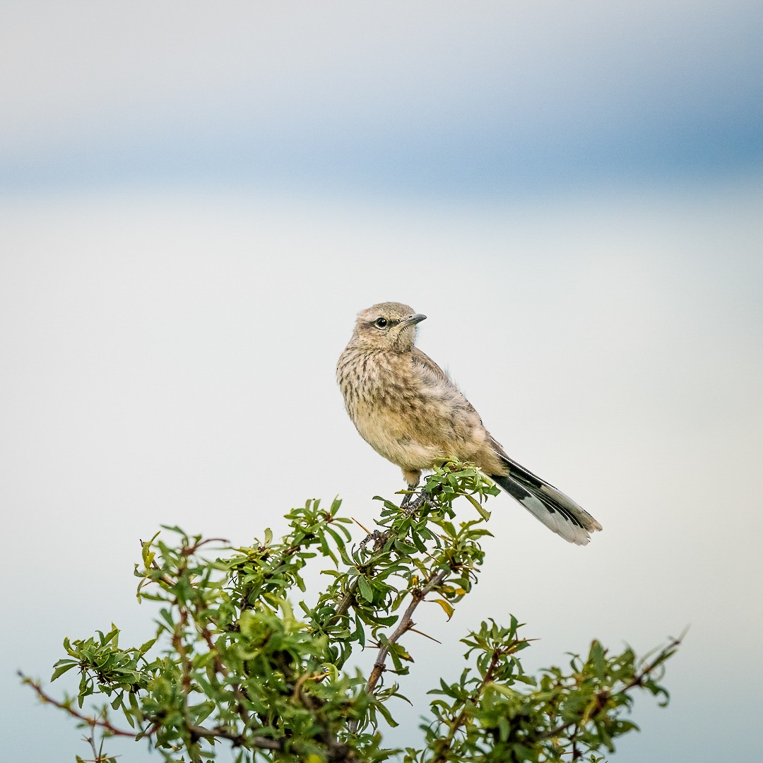 Sinsonte Patagón - ML538929811