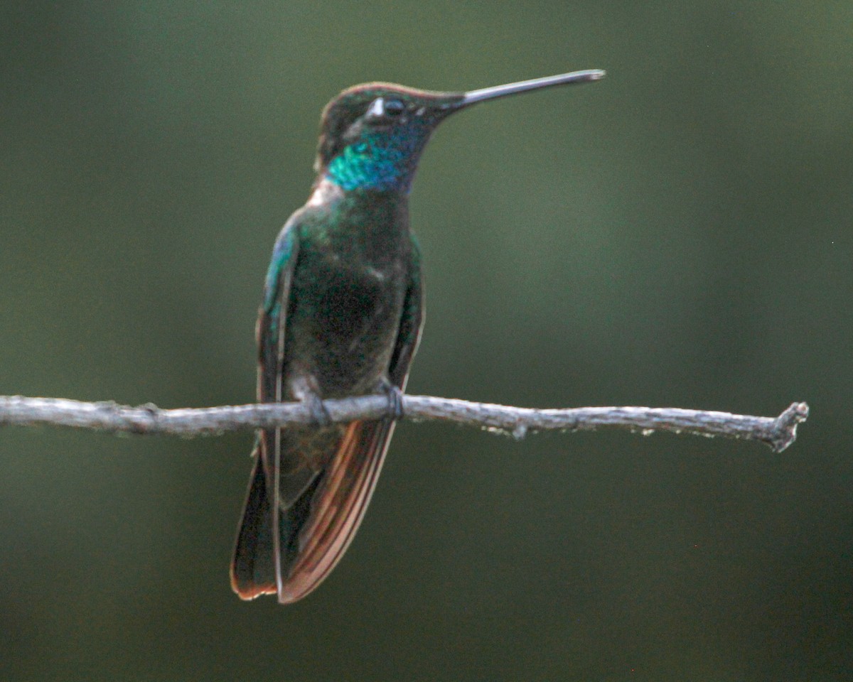 Colibrí Magnífico - ML538930421