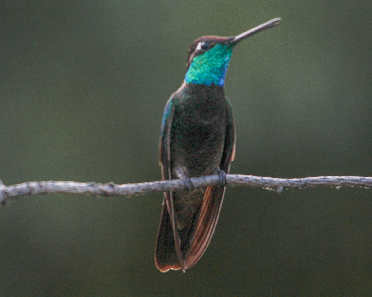 Colibrí Magnífico - ML538930431