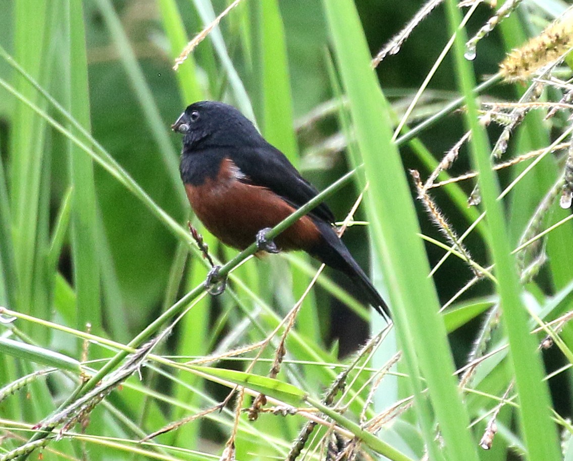 Chestnut-bellied Seed-Finch - Charlotte Byers