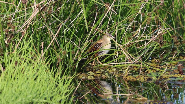 Yellow-breasted Crake - ML538935851