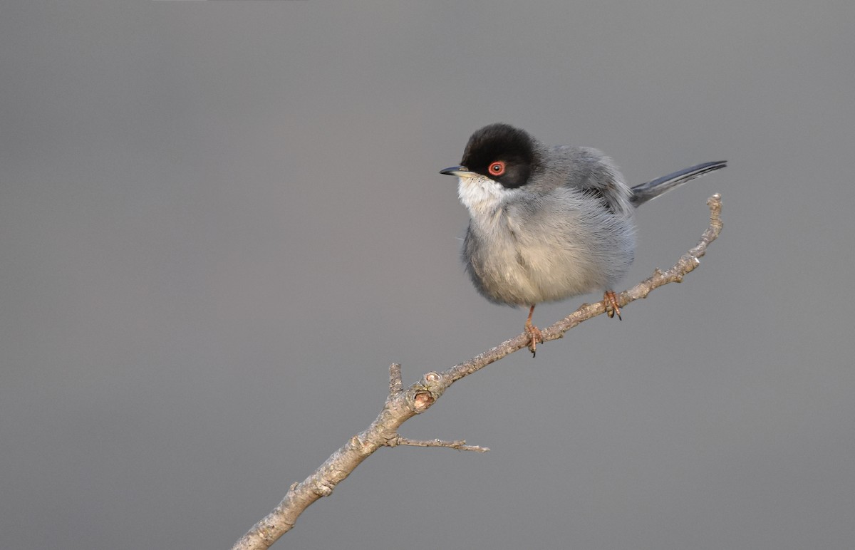 Sardinian Warbler - ML538936731