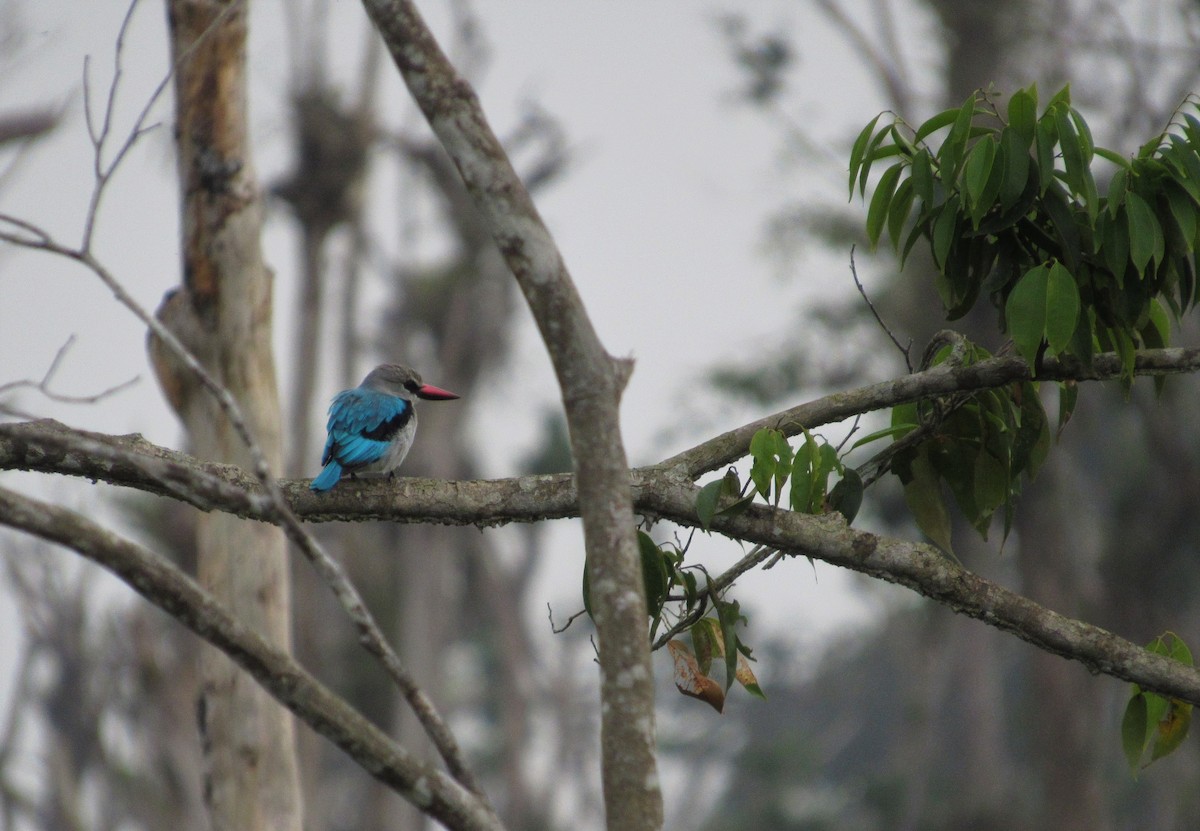 Woodland Kingfisher - Garrett Rhyne