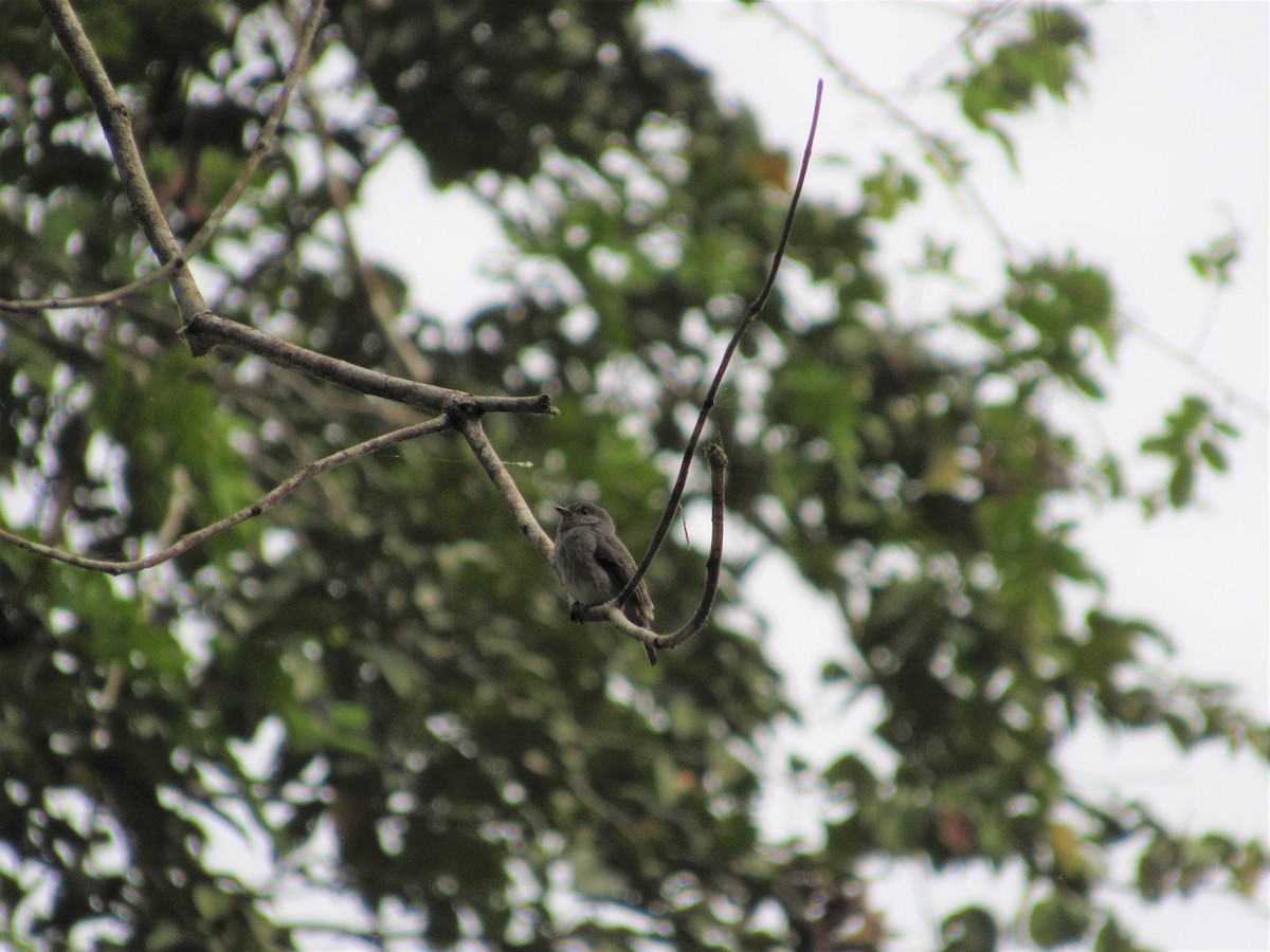 Little Flycatcher - ML538937401