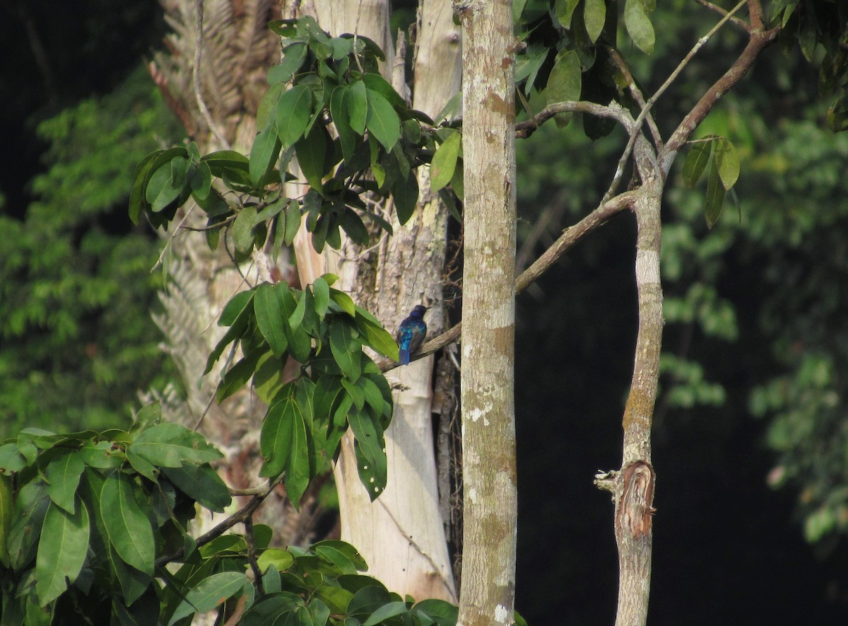 Violet-tailed Sunbird - ML538937461