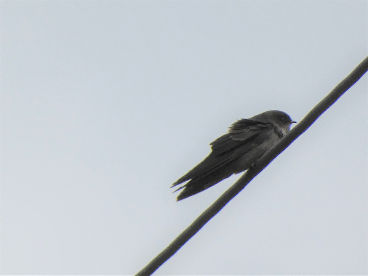 Brown-bellied Swallow - ML538937621