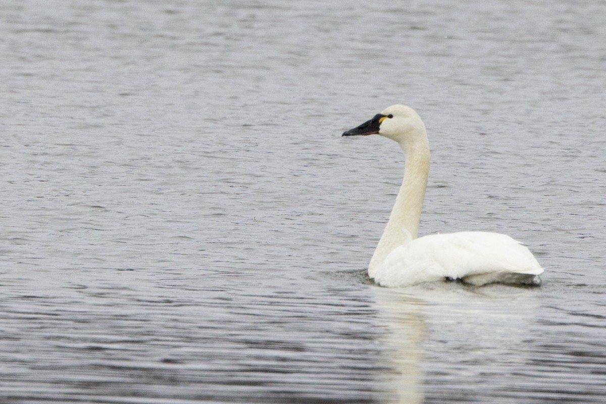 Tundra Swan - Michael Bowen