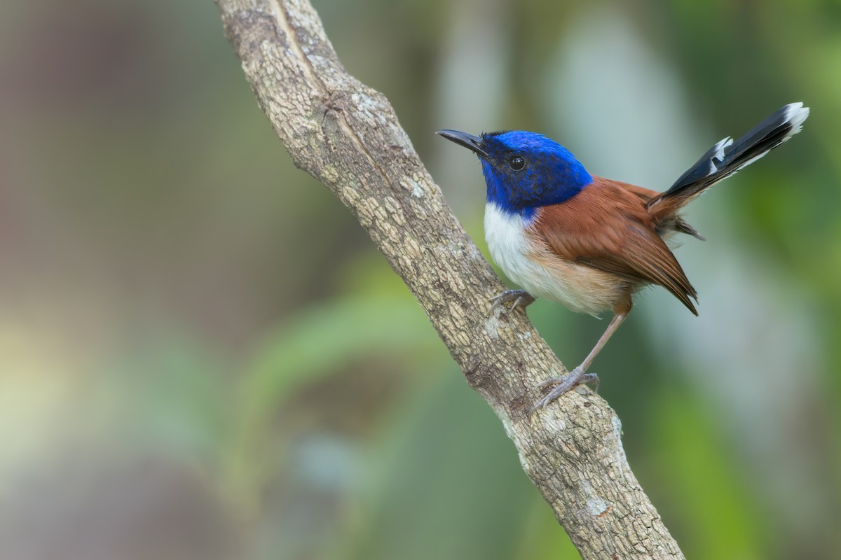 Emperor Fairywren - Dubi Shapiro