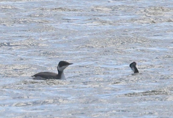 Horned Grebe - ML538941131