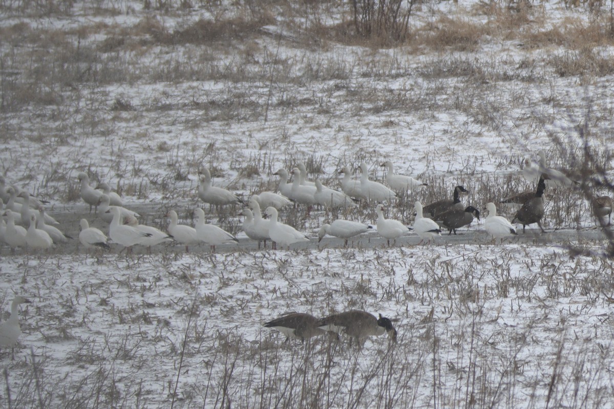 Snow Goose - ML538941851