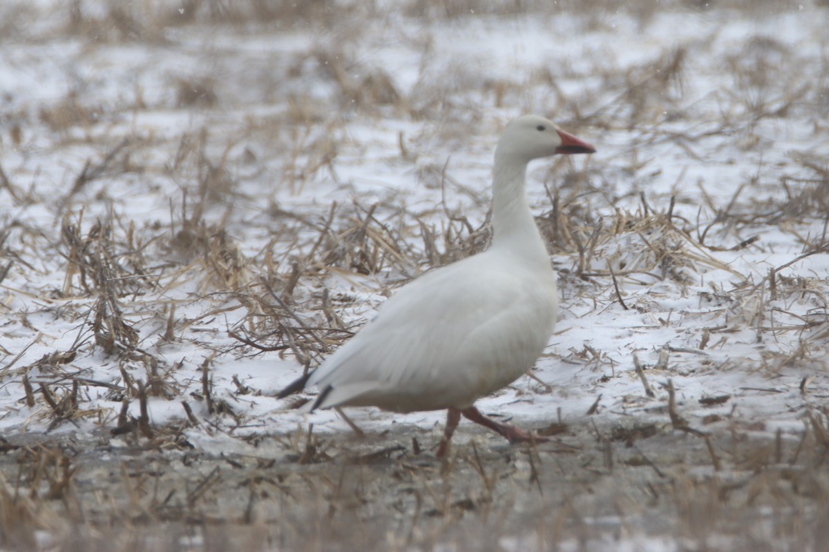 Snow Goose - ML538941881