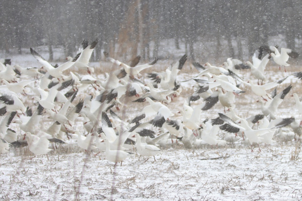 Snow Goose - ML538941921